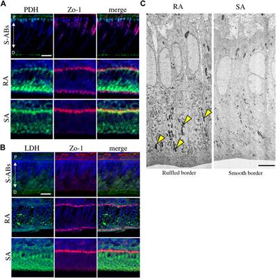 Energy metabolic shift contributes to the phenotype modulation of maturation stage ameloblasts